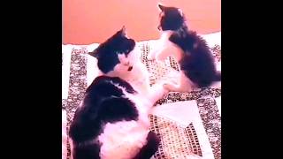 When Pankys Kitty Was Very Small. Nostalgia. Part 1.