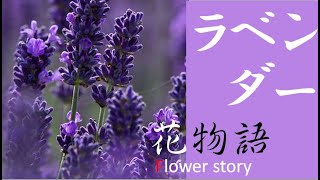 花物語　花を巡る神話　民話　ラベンダー 　魔女の女王が愛した花の物語
