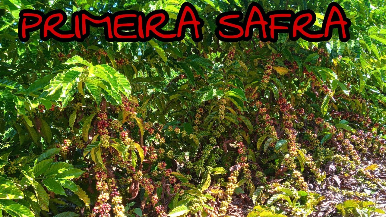QUANTOS LITROS CADA PÉ DE CAFÉ ESTÁ PRODUZINDO NA PRIMEIRA SAFRA?