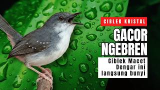Ciblek Kristal Gacor Ngebren Nembak Panjang-panjang | Pancingan Ampuh Ciblek Malas Bunyi dan Macet