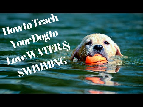 How to Teach Your Dog to Love WATER & SWIMMING