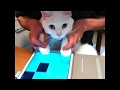ピアノタイル2 白猫演奏　白猫てんちゃんのジングルベル タブレットバージョン