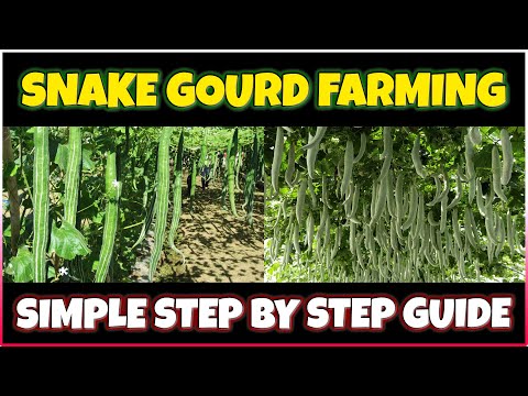 ভিডিও: Snake Gourd Info - How to Grow Snake Gourds