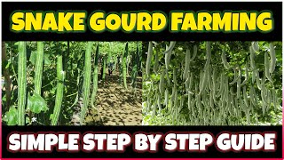 Snake Gourd Farming | How to grow Snake Gourd at Home | Snake Gourd Cultivation