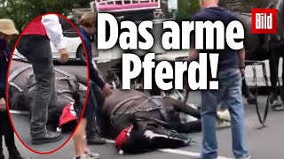 Sind Brandzeichen bei Pferden verboten?