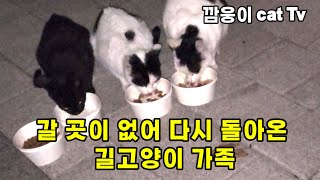 갈 곳이 없어 다시 보금자리에 찿아온 가여운 길고양이 