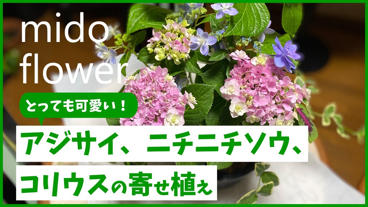 紫陽花　美品　組み合わせあり 紫陽花との組み合わせはこれ！】とっても可愛い！アジサイ