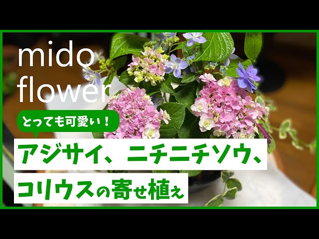 紫陽花　美品　組み合わせあり 紫陽花との組み合わせはこれ！】とっても可愛い！アジサイ