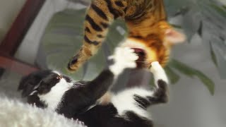 Savage Kitten VS Bengal CatㅣDino cat