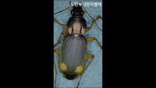 노란무늬먼지벌레 #전자현미경 #현미경 #microscope #bug#벌레#shorts