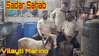 Saste Main Best Quality Palehue Mende | Chote Miya Goat Farm Bhiwandi.