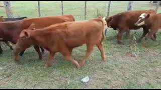 20 Terneros 9 M 11 H