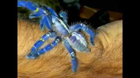 Poecilotheria metallica handling