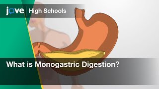 What is Monogastric Digestion? | Bio | Video Textbooks - Preview Monogastric Vs Ruminant Digestion