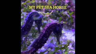 Creepiest bug eyed seahorse by DO IT YOURSELF ITS EASY 33 views 1 month ago 58 seconds