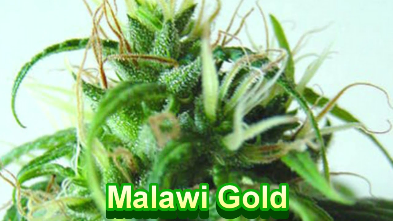 The Real Seed Company - Cannabis Strain Series #89 - STRAIN TV