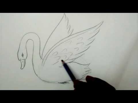 How to draw a swan | kids drawing