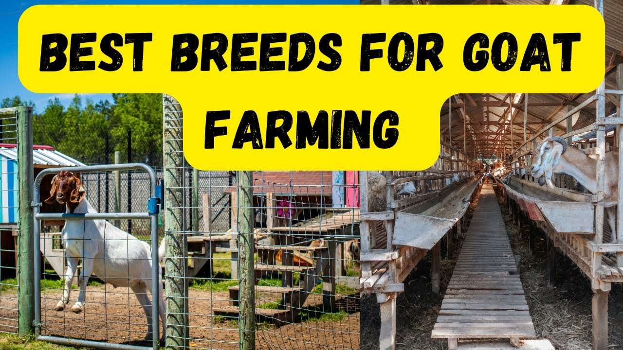 BEST GOAT BREED FOR GOAT FARMING TOP GOAT BREEDS OF INDIA YouTube