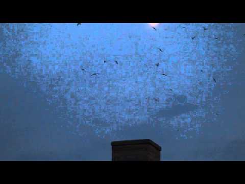 Chimney Swifts in Le Sueur, MN