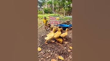 Monkey Bon herded the ducks into the cage #monkey #shorts