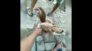 romy the jahat's - goyang bison