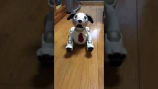 アイボ陽太七五三参り 都内でロボット犬ａｉｂｏの七五三 健やかな成長 願い約30体に祈祷
