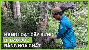 Hơn 200 cây rừng tự nhiên bị khoan lỗ, đầu độc bằng thuốc trừ cỏ | VTC16
