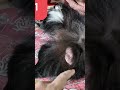 #trending #Comedy #shorts #reels #tiktok #instagram dog comedy videos🤣🤣 #simba