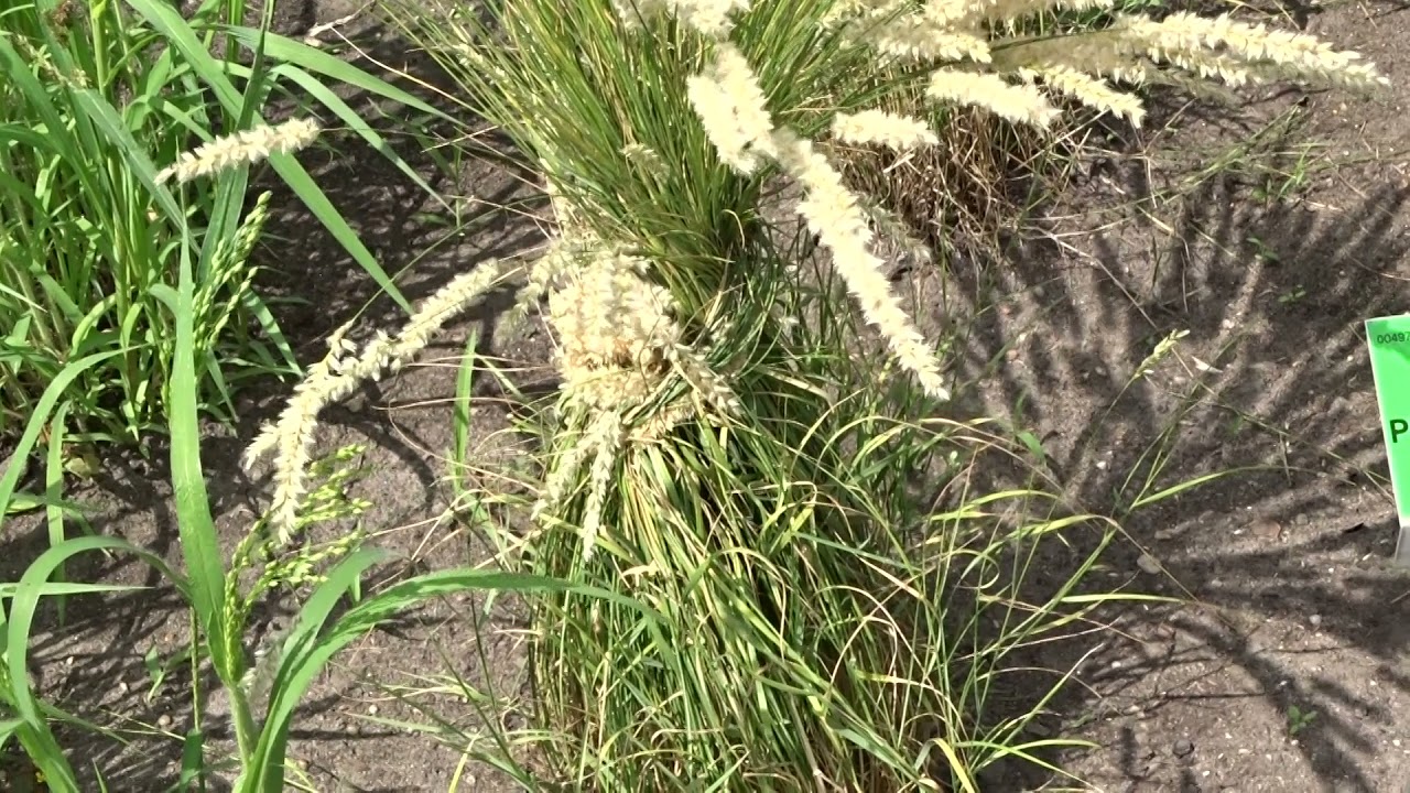 Melica ciliata L. čes. strdivka brvitá