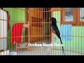 Cukup Sekali Pancing Hanya Menit Jadikan Murai Batu Nyaut Gacor Dan Ngeplong Mp3 - Mp4 Download