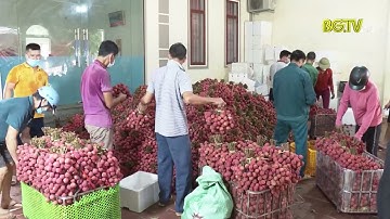 Vải thiều Lục Ngạn tiêu thụ thuận lợi