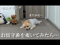 【モニタリング】愛犬のお留守番を隠し撮りしてみたら、胸が締め付けられました…