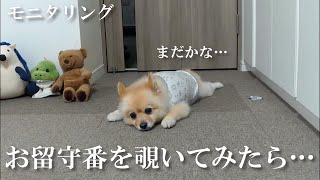 【モニタリング】愛犬のお留守番を隠し撮りしてみたら、胸が締め付けられました…