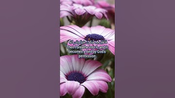قرآن الكريم سورة آل عمران الآية 48The Holy Quran, Surah Al Imran, Verse 48 #انقذوا_غزة #قران_كريم