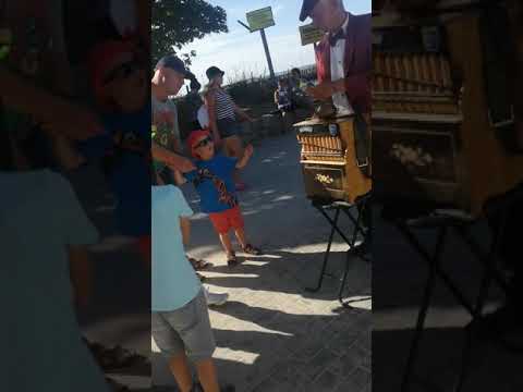 Papuga 19 sierpnia
