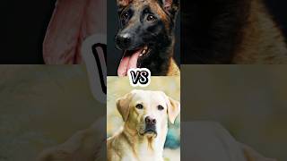 BELGIAN MALINOIS VS LABRADOR RETRIVER,BORDER COLLIE,AUSTRALIAN KELPIE,TOP INTELLIGENT DOG BREEDS