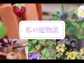【ガーデニング】庭の花たちの小さな成長/ジニアの種取り/可哀想なガーデンシクラメン
