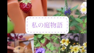 【ガーデニング】庭の花たちの小さな成長/ジニアの種取り/可哀想なガーデンシクラメン