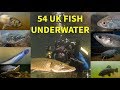 Every UK Freshwater Fish Filmed Underwater