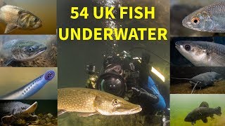 british freshwater fish for sale