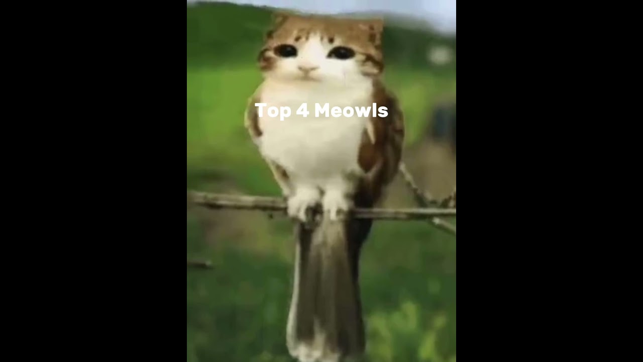 Top 4 meowls edit real 😱😱 