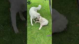 owczarek podhalański 1rok & pirenejski pies górski 9 miesięcy #Tosia i Bari#zabawa#🐕🦺🐕🥰💖