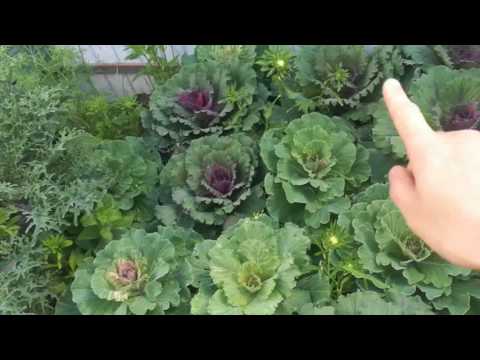 ДЕКОРАТИВНАЯ КАПУСТА ОБЗОР