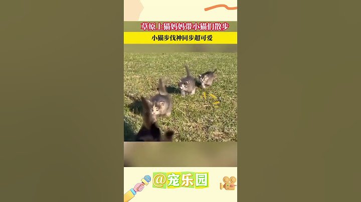 草原上猫妈妈带小猫们散步 小猫步伐神同步超可爱 #宠乐园 #轻松一刻 #动物