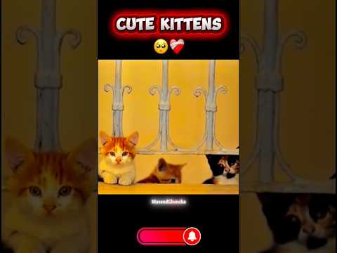Cute kittens 🥺❤️‍🩹 #cat #emotional #shorts #MasoodGhuncha
