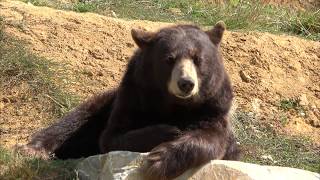 Visite du Safari PLANETE SAUVAGE en aout 2017 http://www.planetesau...