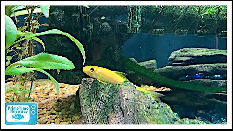 Chinese Algae Eater Species Profile