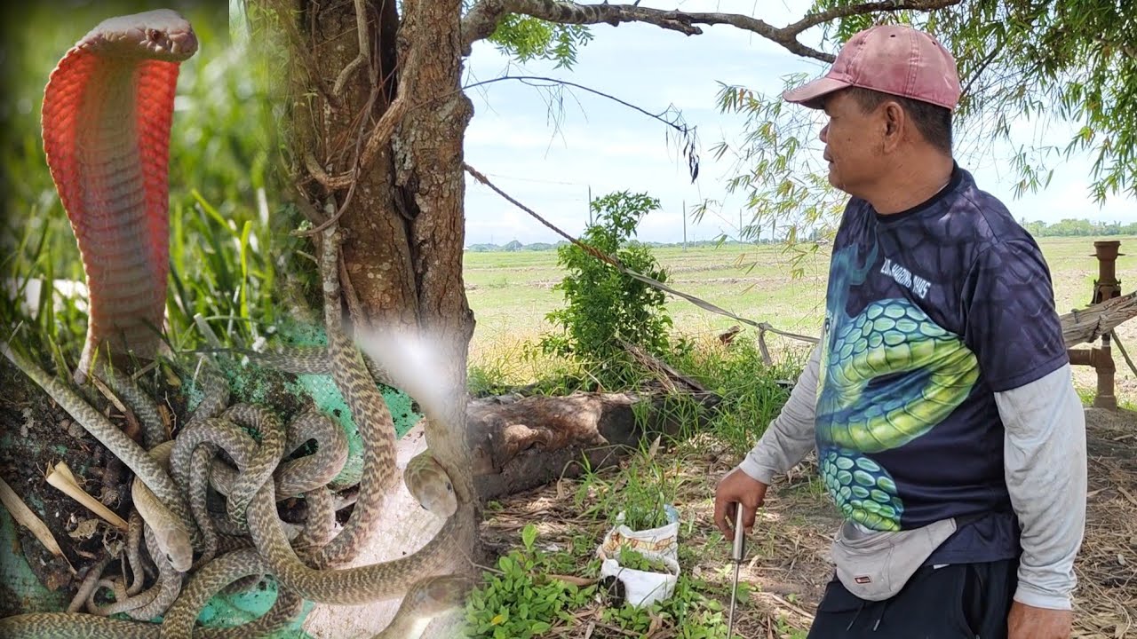 Kubo sa gitna ng bukid. Isang pamilya ng cobra ang namahay