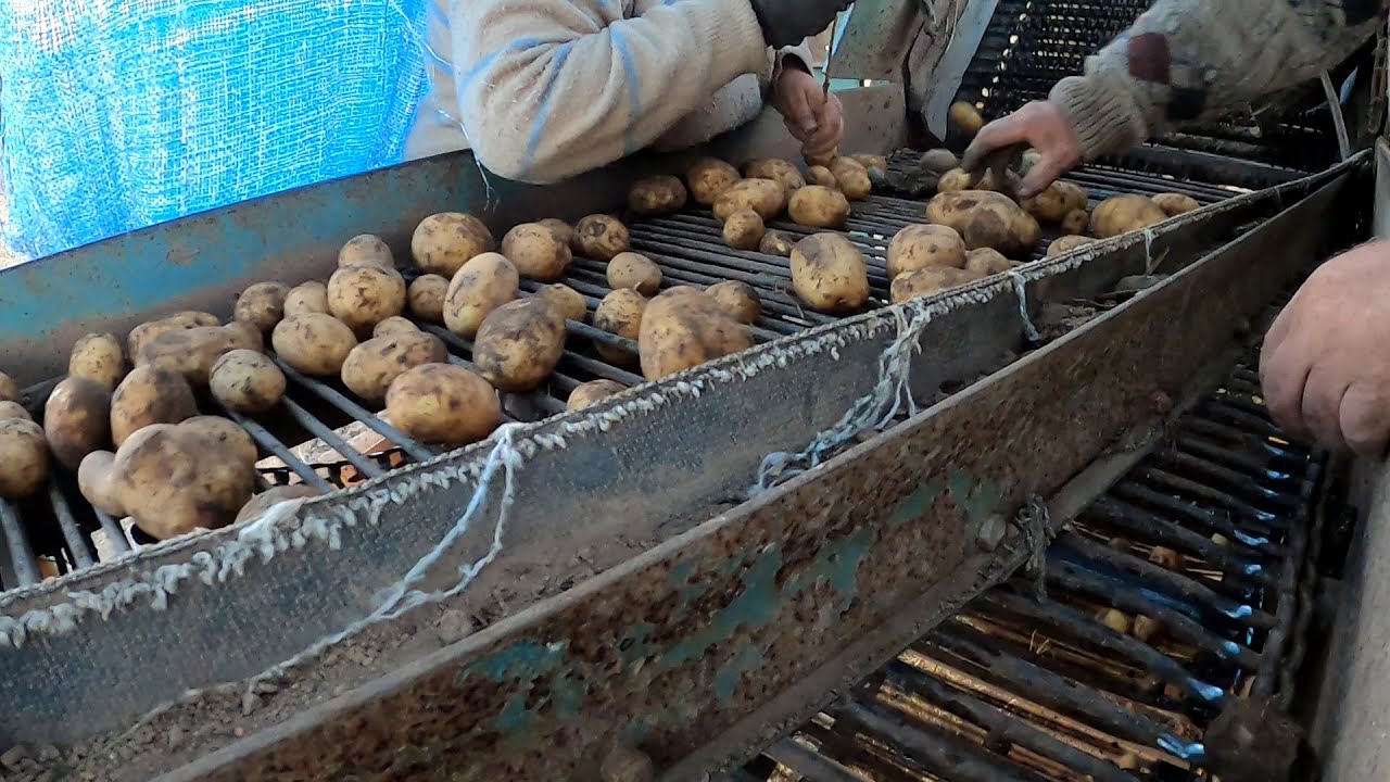 Wykopki Kombajn Anna Z-644 na wysokich kołach