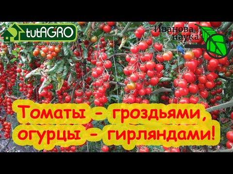 ИМЕННО ПОСЛЕ ЭТОГО СРЕДСТВА ТОМАТОВ  и ОГУРЦОВ В 10 РАЗ БОЛЬШЕ! Супер подкормка за 1 раз.